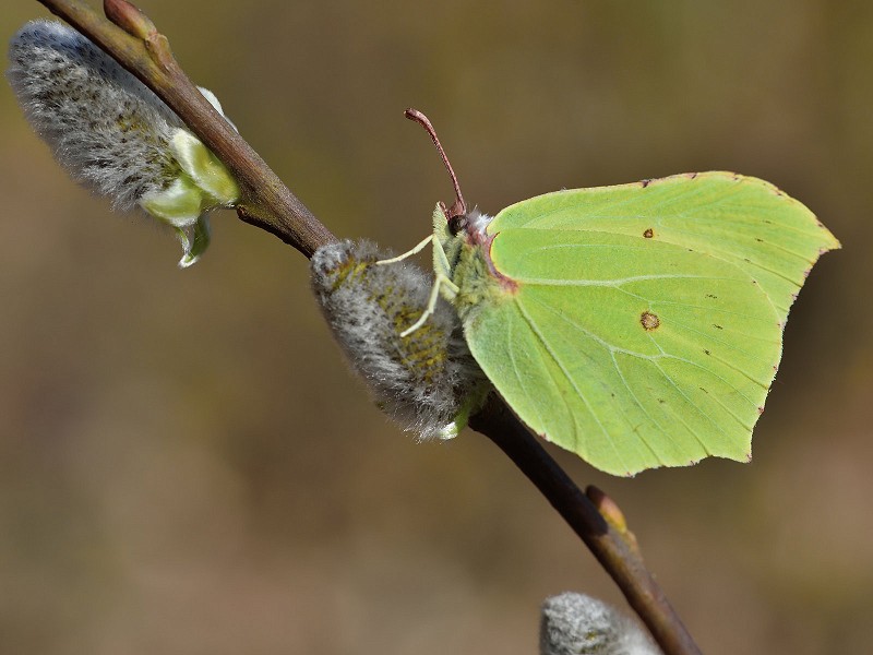 Corona Wildlife Diary: Day Eight