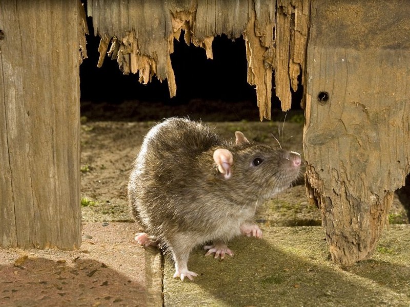 Is 'loveable rats' an oxymoron?