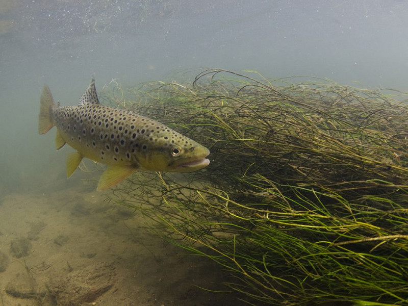 Sussex super-trout