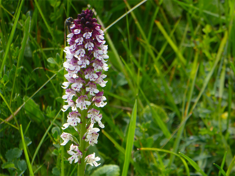 Two Wonderful Walks in June