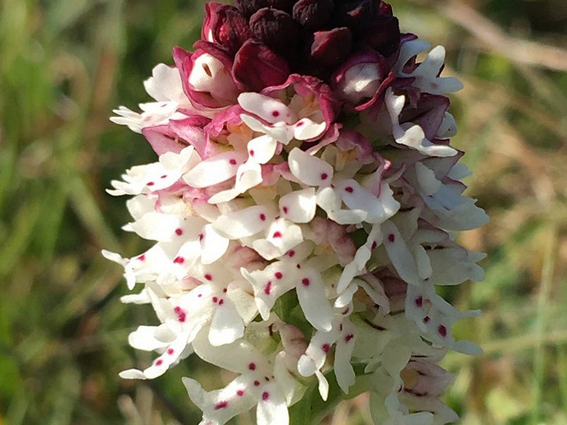 Wildlife Walks, Talks and Courses in June 2019