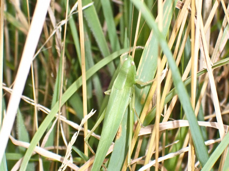 August 2021 - Rye Harbour Nature Reserve sightings