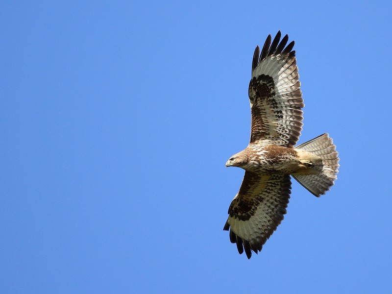 Species of the day: Buzzard
