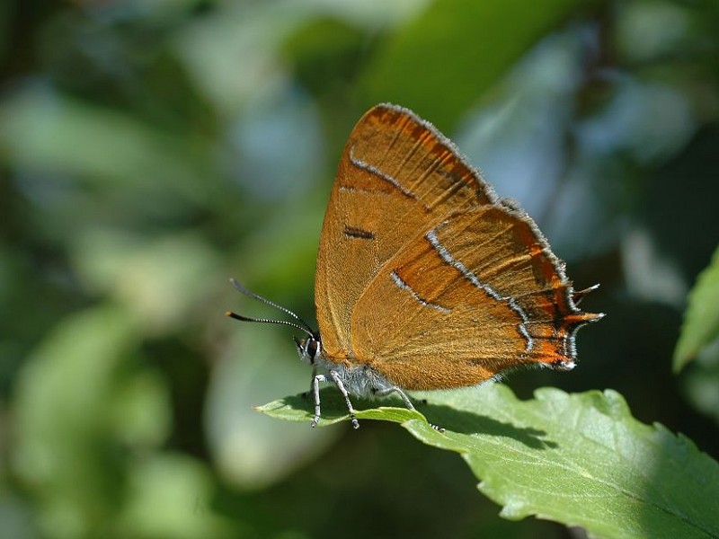 Brown Hairstreak