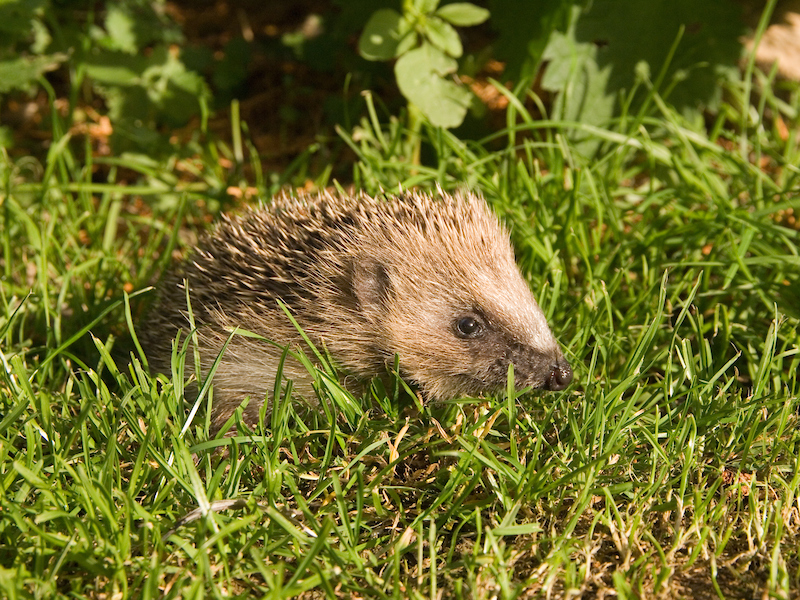 Wildlife wellbeing: how you can help