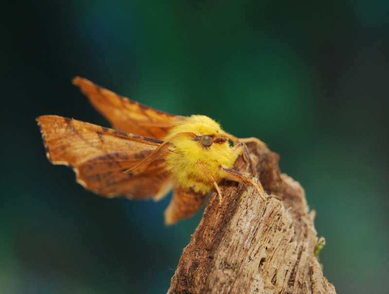 Canary-shouldered Thorn © Alan Price