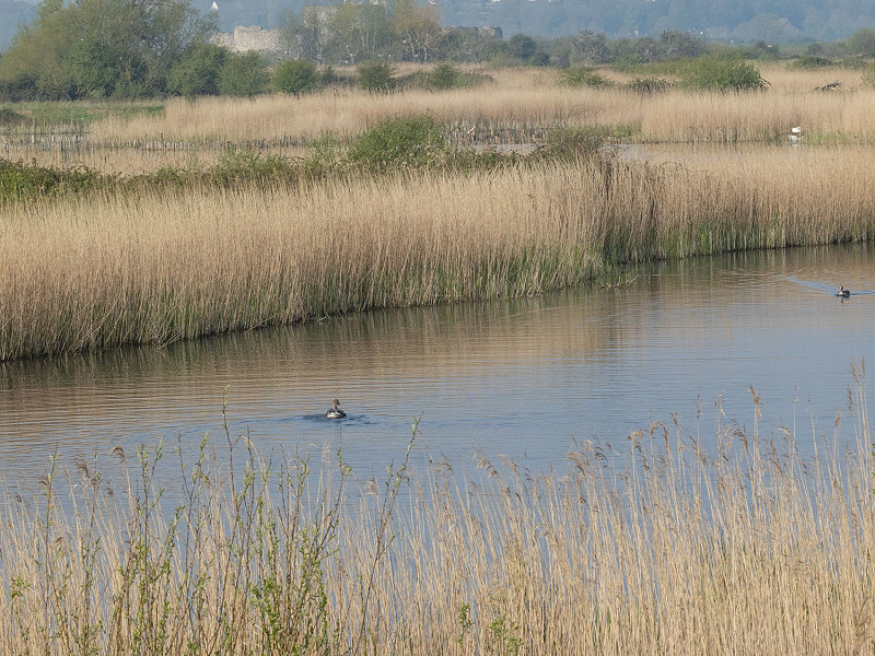 Rye Harbour Nature Reserve Wildlife Sightings – April 2023