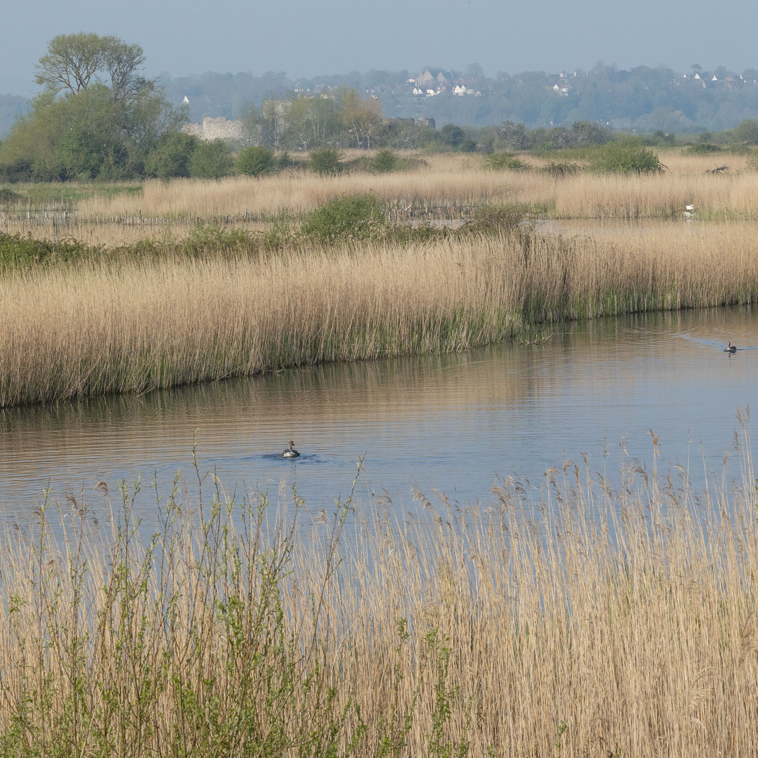 Rye Harbour Nature Reserve Wildlife Sightings – April 2023