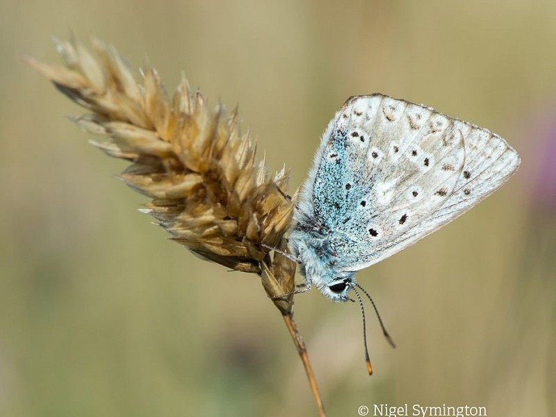 Butterfly survival strategies for winter
