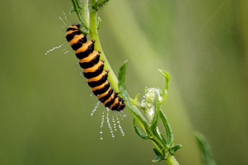 Cinnabar Moth Caterpillar © John Lauper