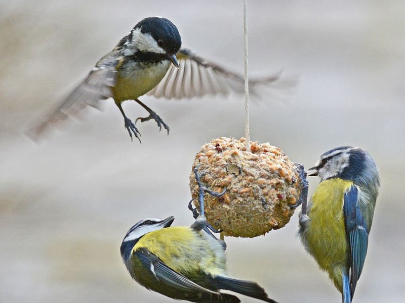 What you can do for wildlife in winter