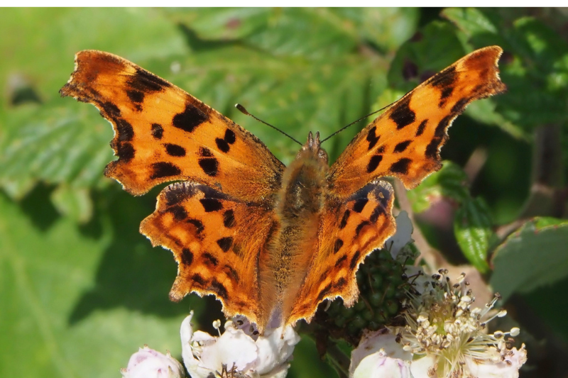 Comma Butterfly © Tom Boyle