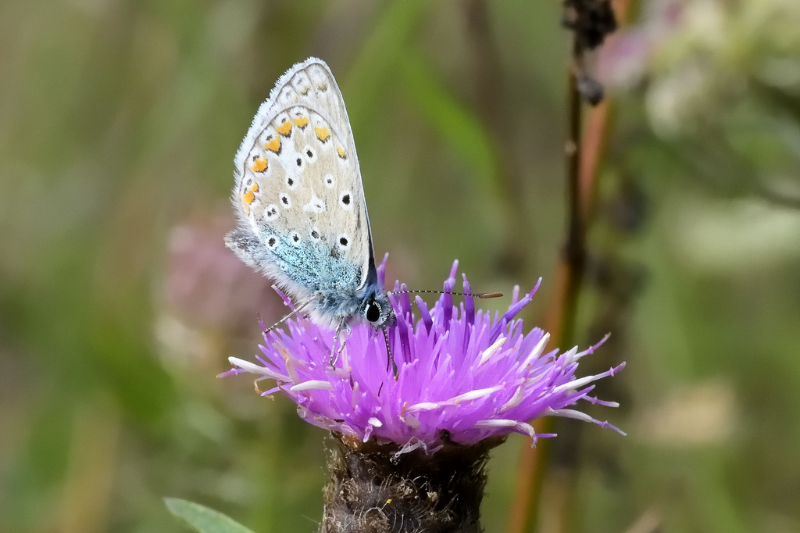 Common Blue © Neil Jenkins