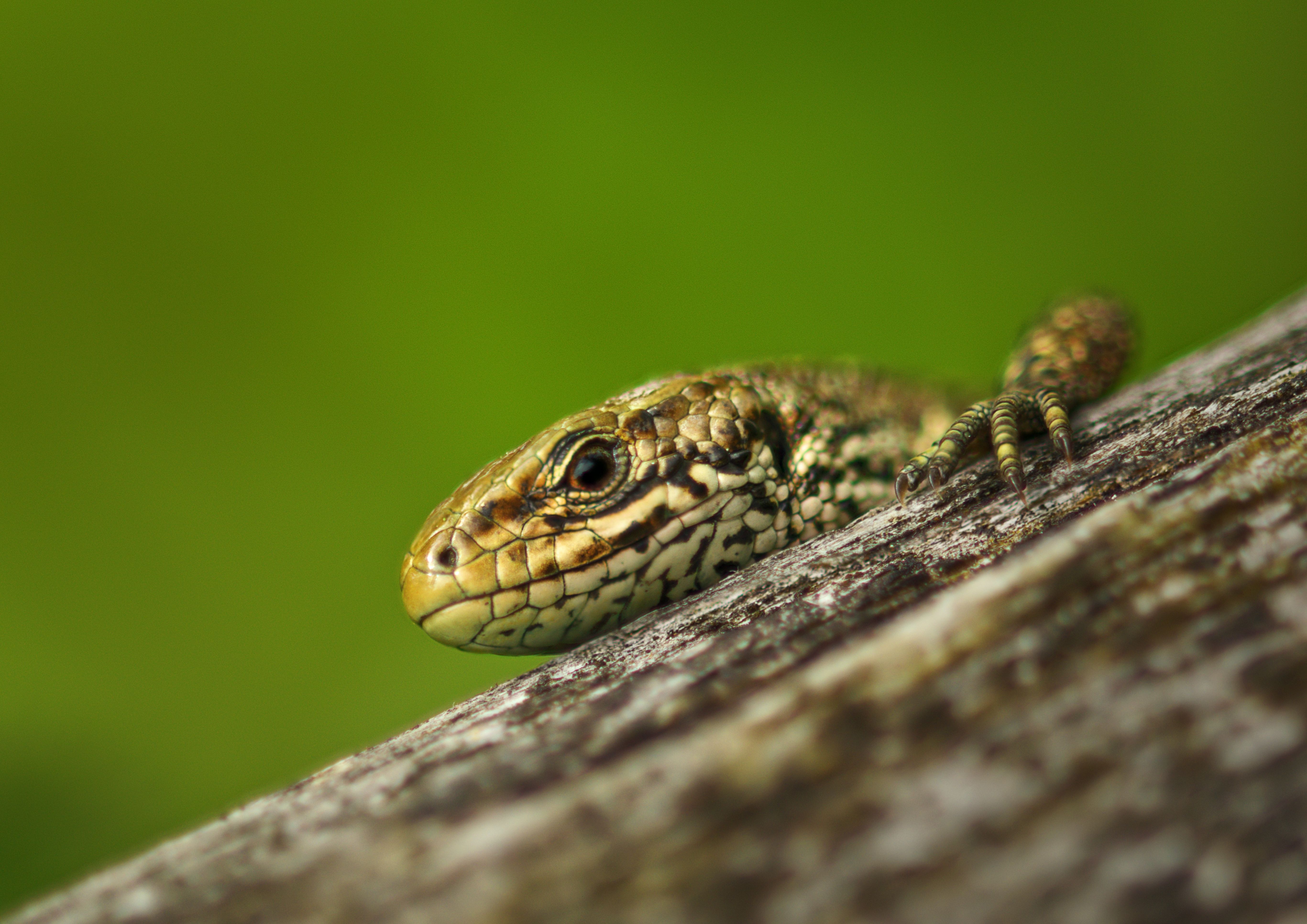 Common Lizard