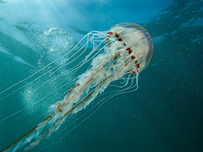 Bloom times: jellyfish in Sussex