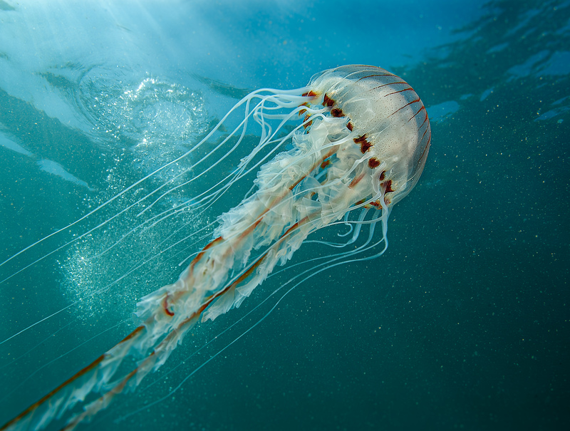 Bloom times: jellyfish in Sussex