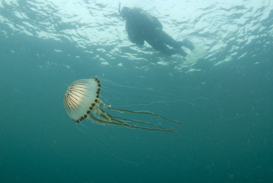 Compass Jellyfish © Paul Naylor