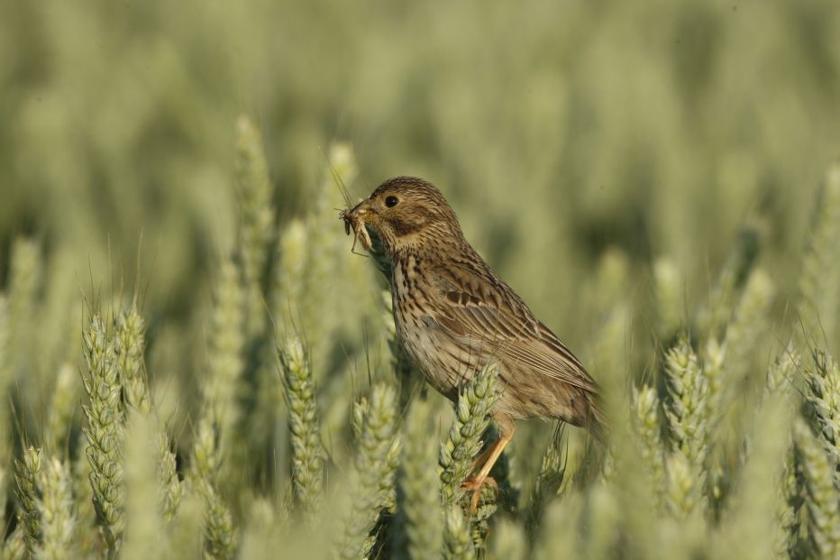 Corn Bunting © Nicholas Watts
