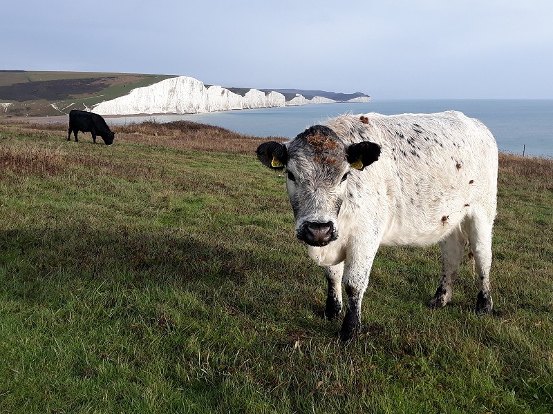 Cattle on Seaford Head