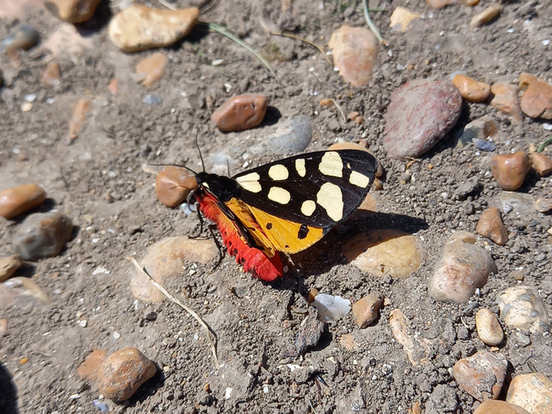 Tigers are on the prowl at Rye Harbour Nature Reserve