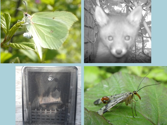 Corona Wildlife Diary: Day Fifty-one