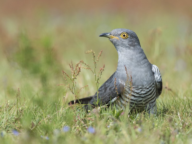 Corona Wildlife Diary: Day Fifty-three