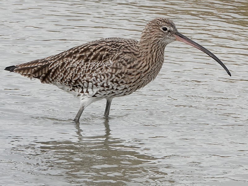 Curlew at Rye Harbour
