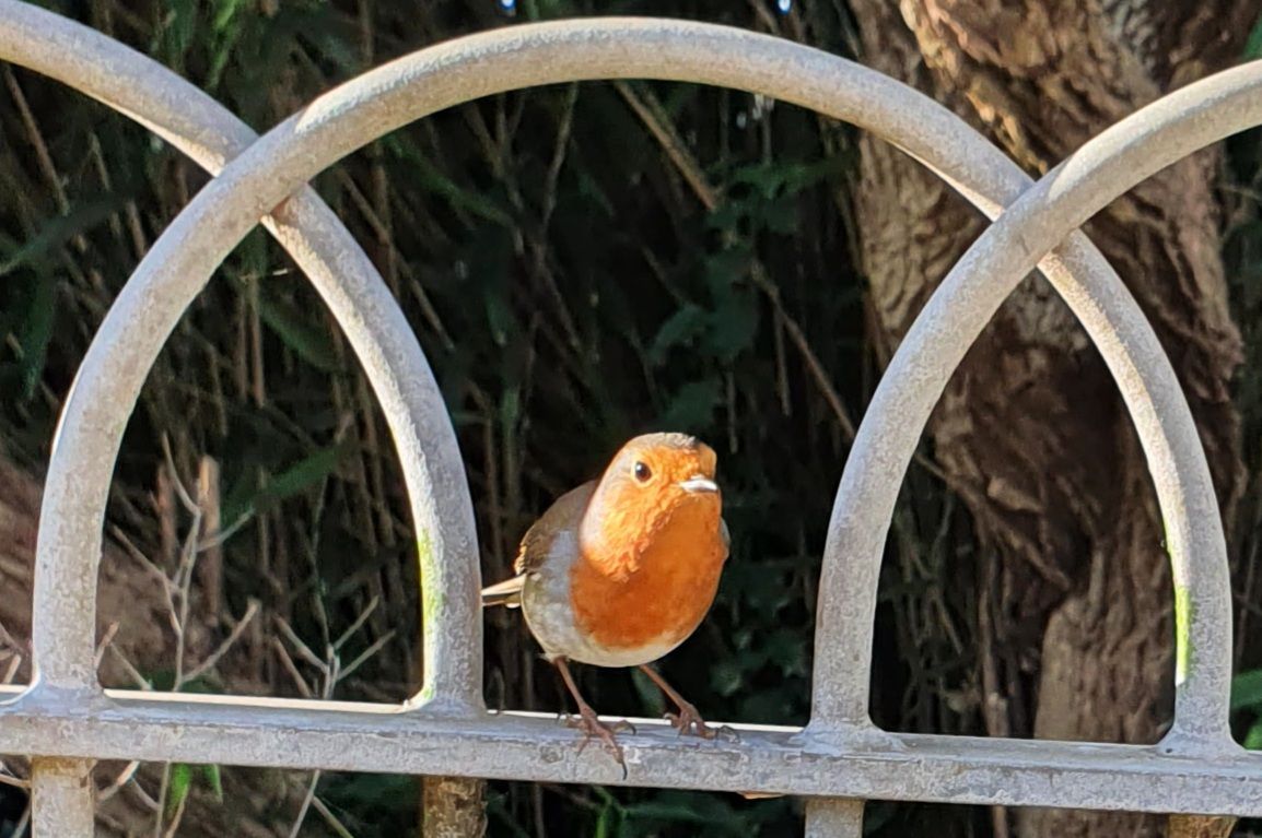 Robin Robin