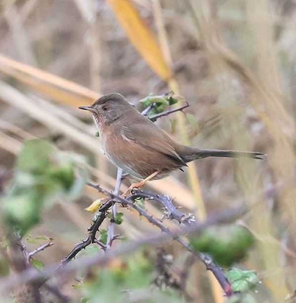 Rye Harbour Nature Reserve Sightings - December 2022