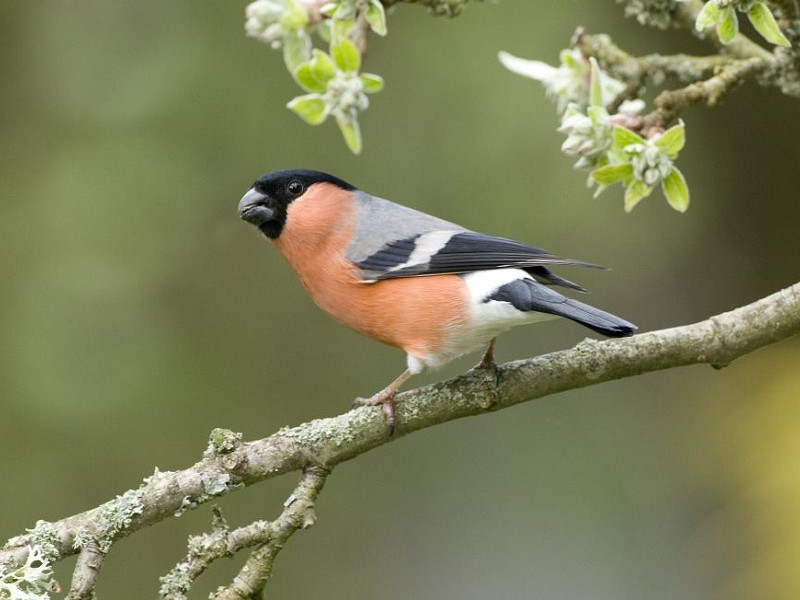 Corona Wildlife Diary: Day Seventeen
