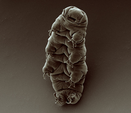Soil - the biodiversity underworld