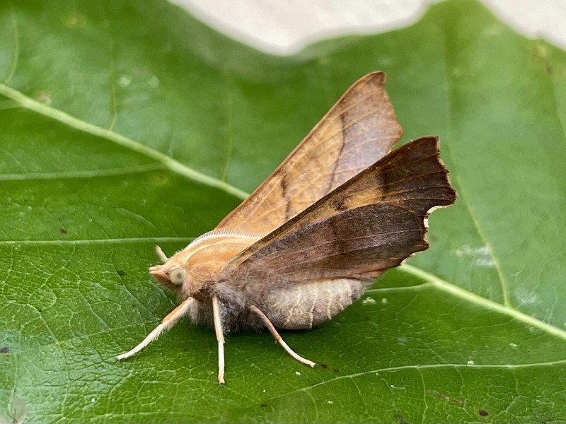 Shining a light on the Moths of Park Wood