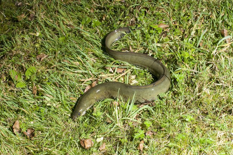 Slippery as an Eel