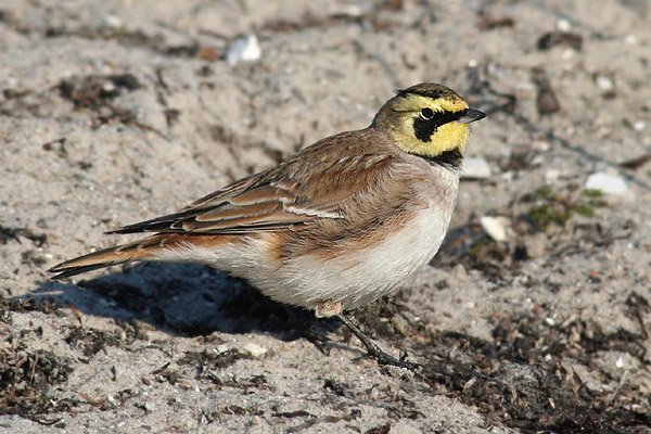 November 2020 - Rye Harbour Nature Reserve Sightings