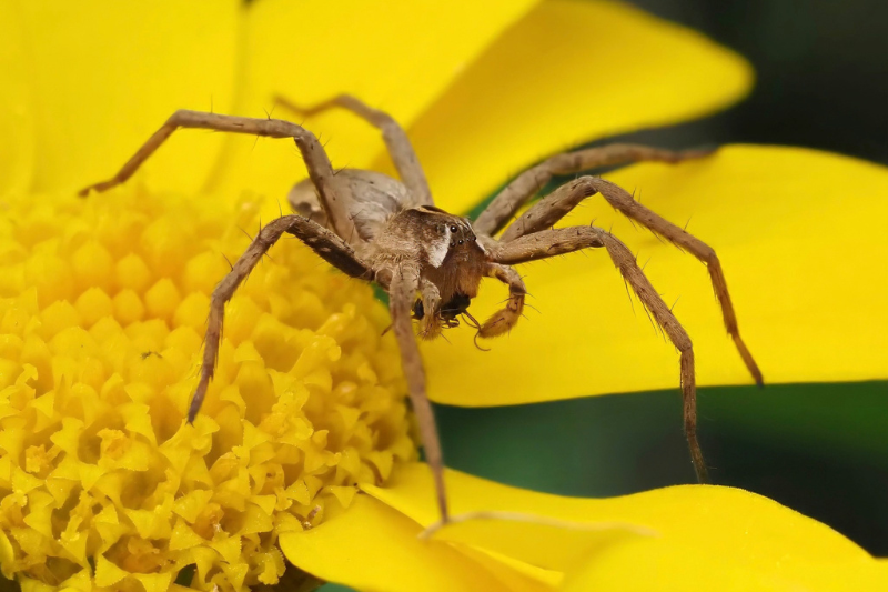 European Nursery Web Spider © Tom Boyle