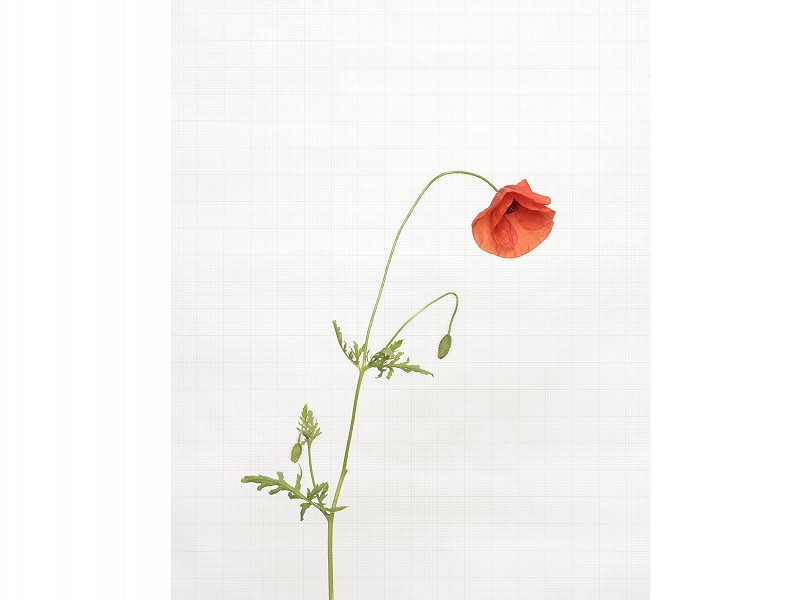 Wildflower photographer Kathryn Martin