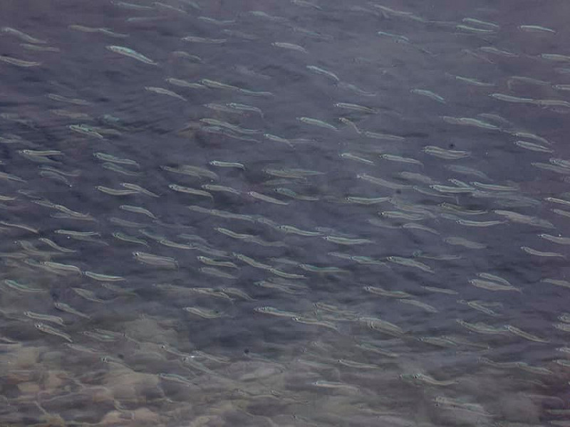 Rye Harbour's Piscivores