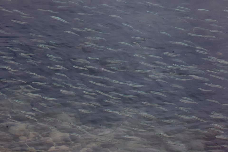 Rye Harbour's Piscivores