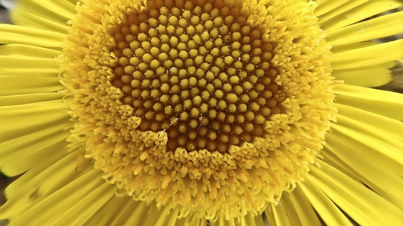 Folklore - fleabane