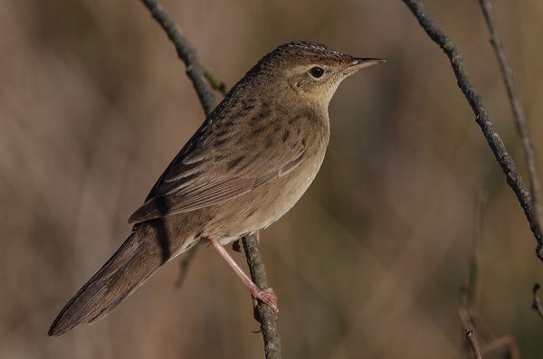June 2020 - Rye Harbour Wildlife