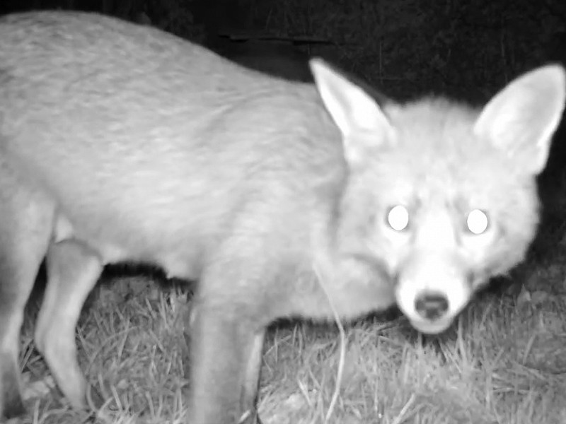 Corona Wildlife Diary: Day Twenty-six