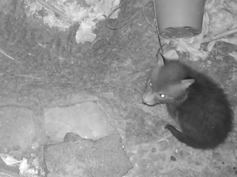 Corona Wildlife Diary: Day Thirty-one