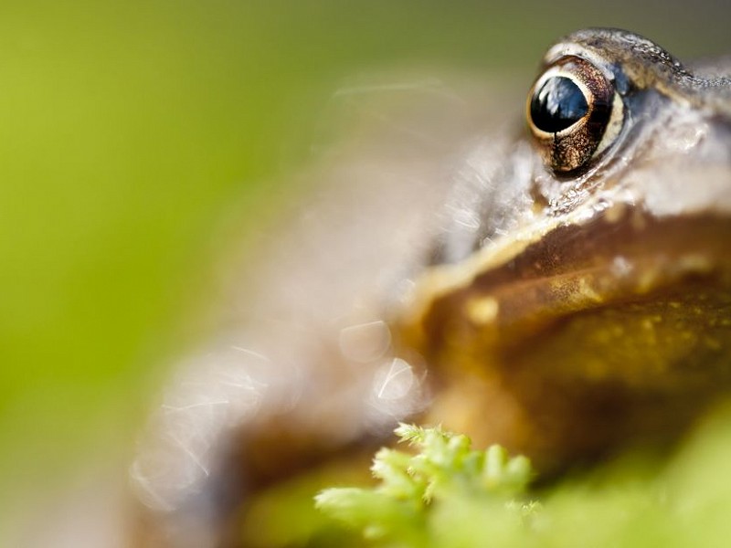 Corona Wildlife Diary: Day Fifteen