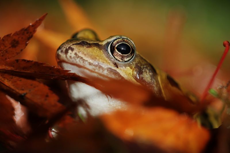 Common Frog © Christian Moss