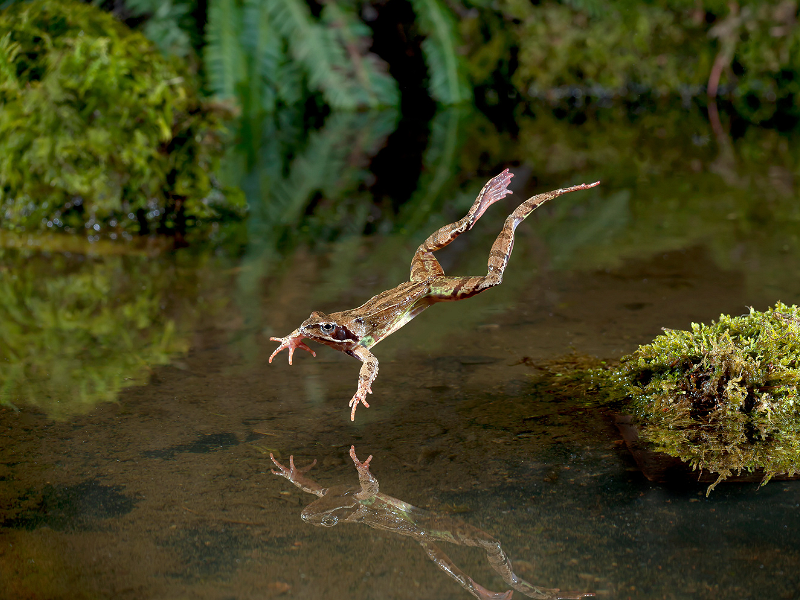 Take Action for Nature: Free Wilder Community Champions Training