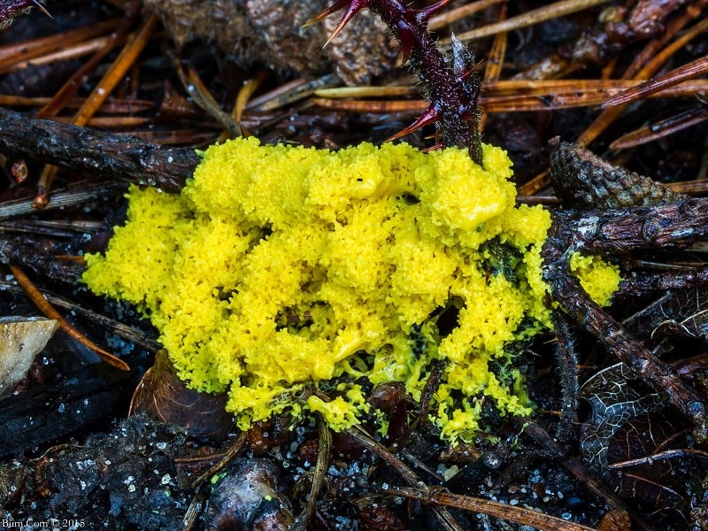 The weird and wonderful world of slime moulds