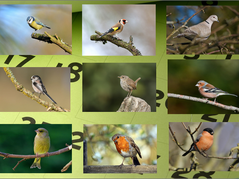 Corona Wildlife Diary: Day Sixteen