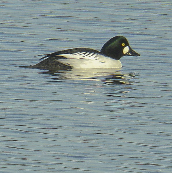 Rye Harbour Nature Reserve Sightings - November 2018