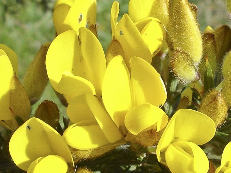 Gorse: the vibrant yellow flower that smells of coconut