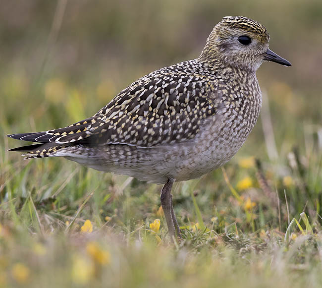 Winter Wetland Birds at Rye Harbour Nature Reserve
